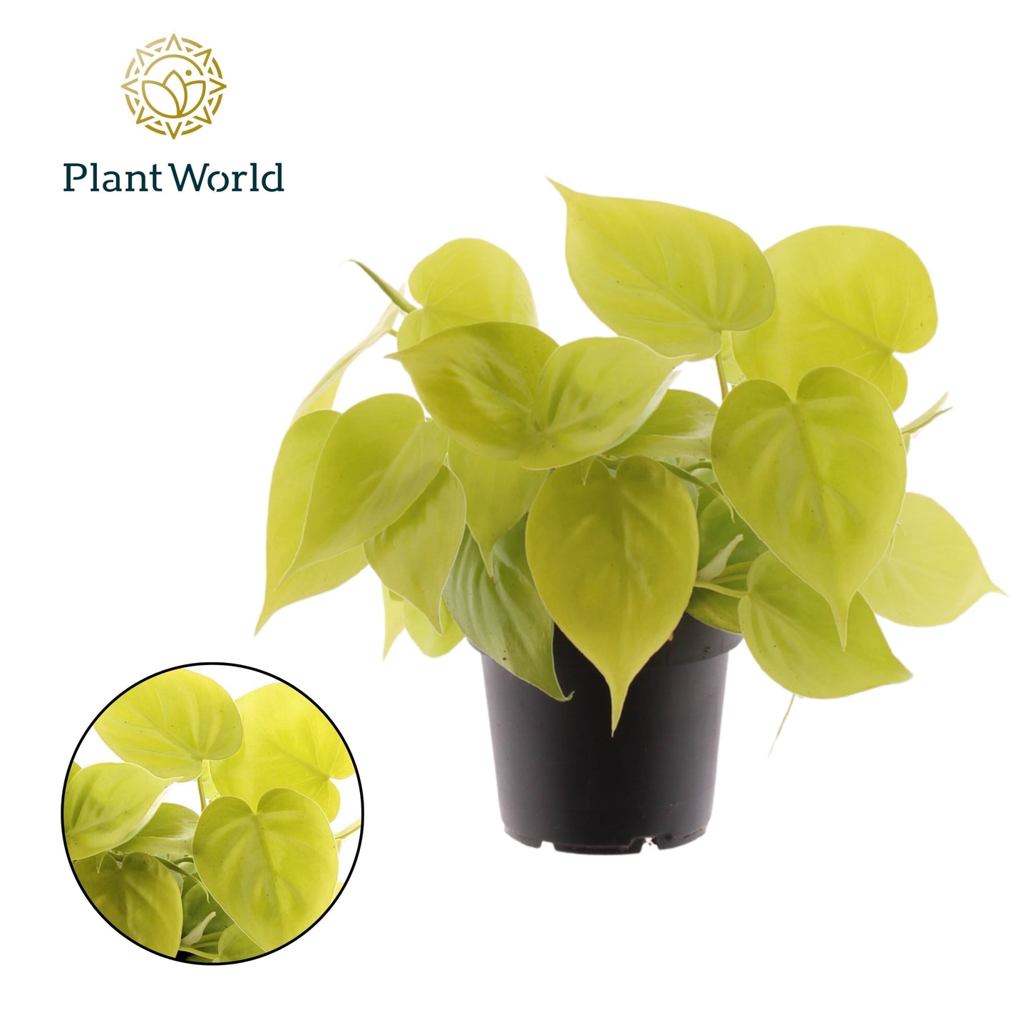 Philodendron scan. Micans Lime 20cm 12cm Pot