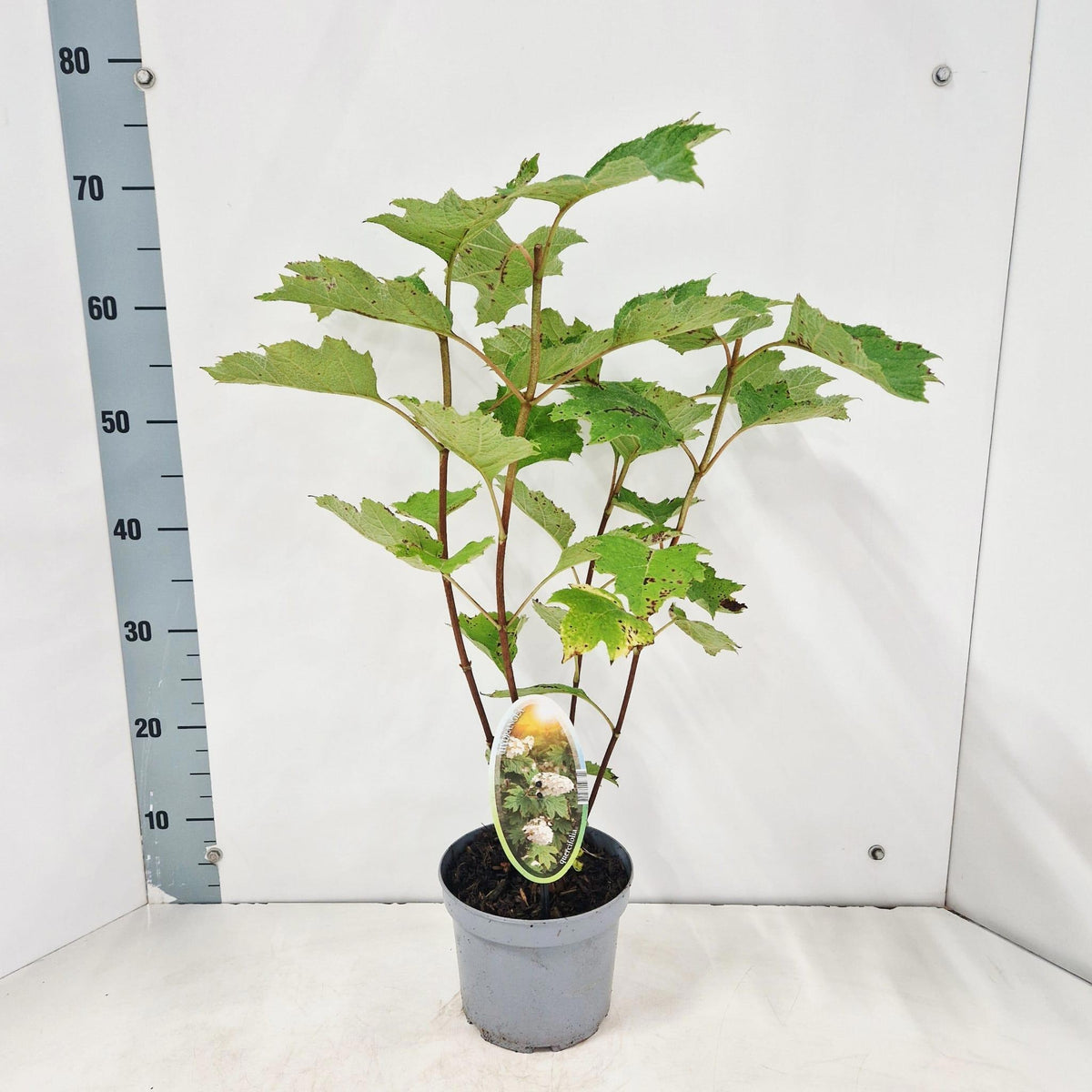 Hydrangea quercifolia 65cm 17cm Pot