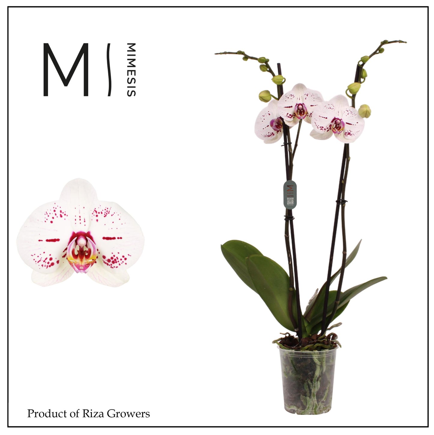 Phalaenopsis Allurion 80cm 12cm Pot