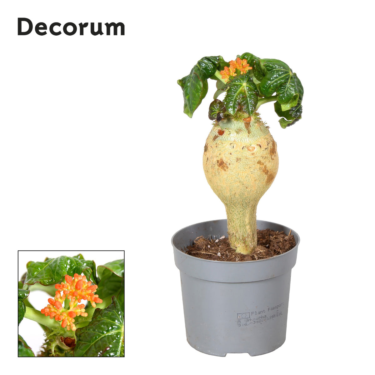 Jatropha Podagrica Oranje Decorum 25cm 13cm Pot