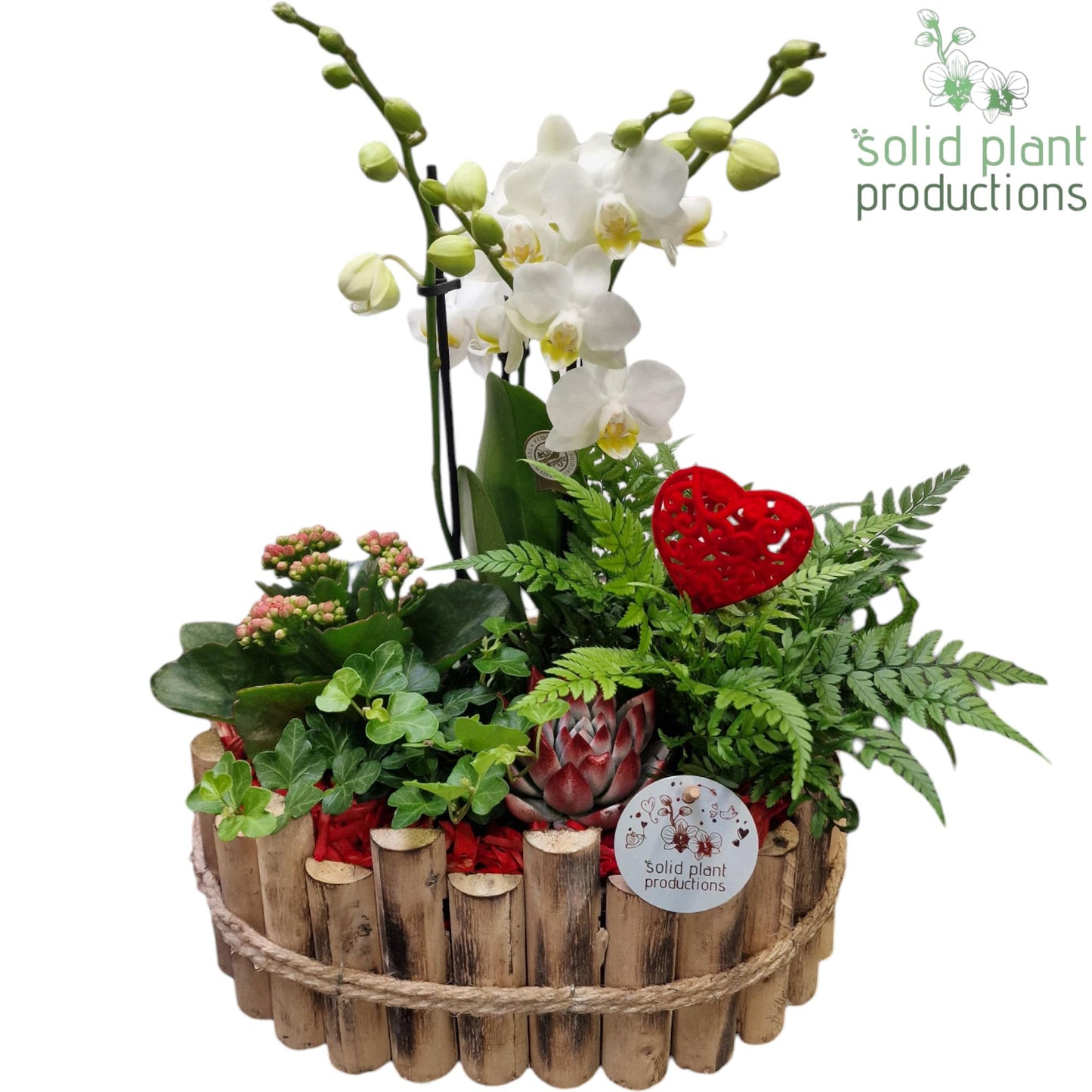 arr. Phalaenopsis white 45cm 30cm Pot