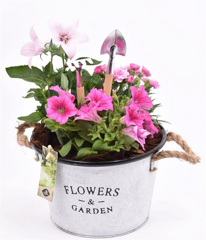 Outdoor arrangement 22cm Pot