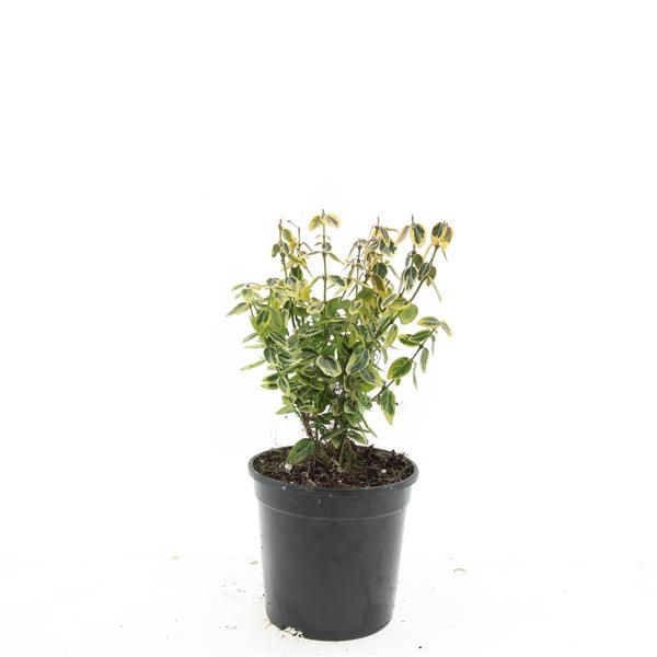 Euonymus Emerald & Gold 10cm 14cm Pot