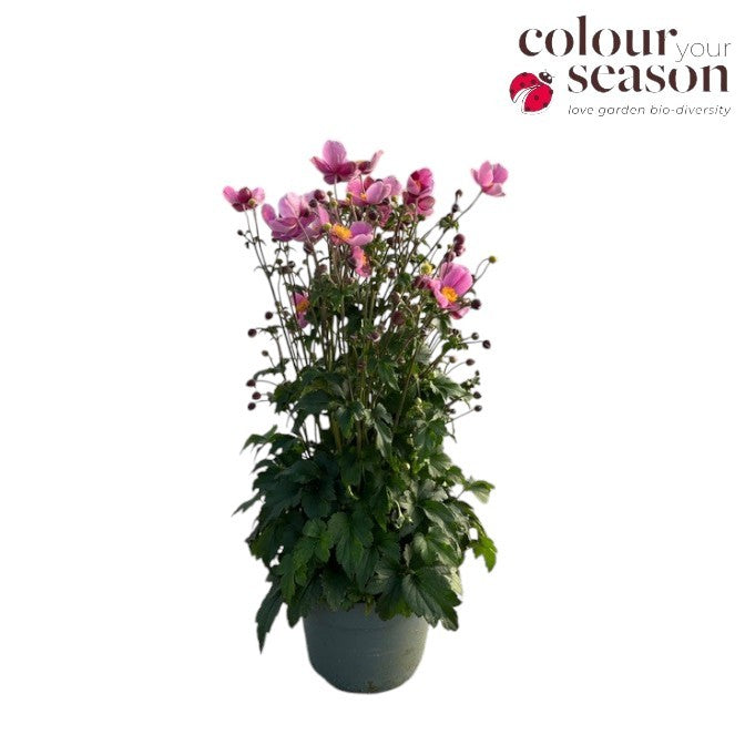 Roest, Mts. Anemone hup. Emmy Pack of 1