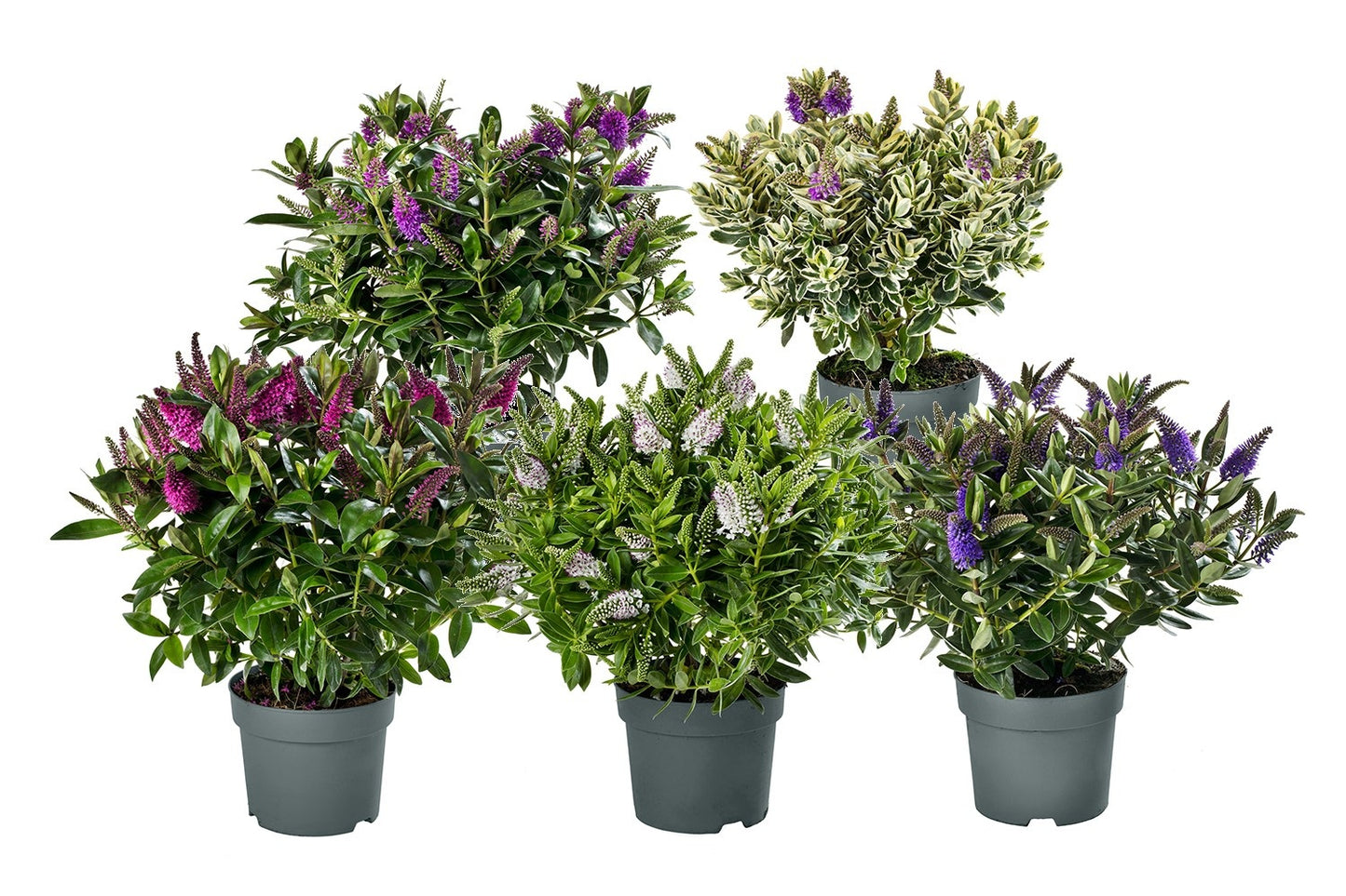 Hebe Addenda mix 35cm 17cm Pot