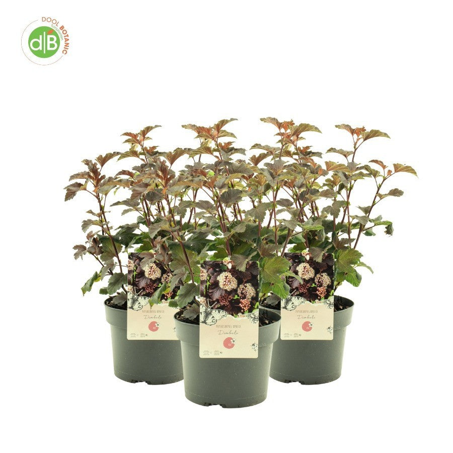 Physocarpus Diabolo 35cm 19cm Pot