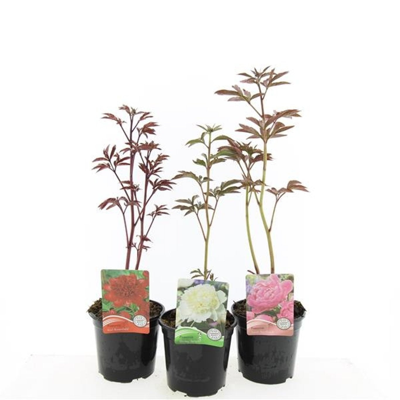 Paeonia mix 10cm 14cm Pot