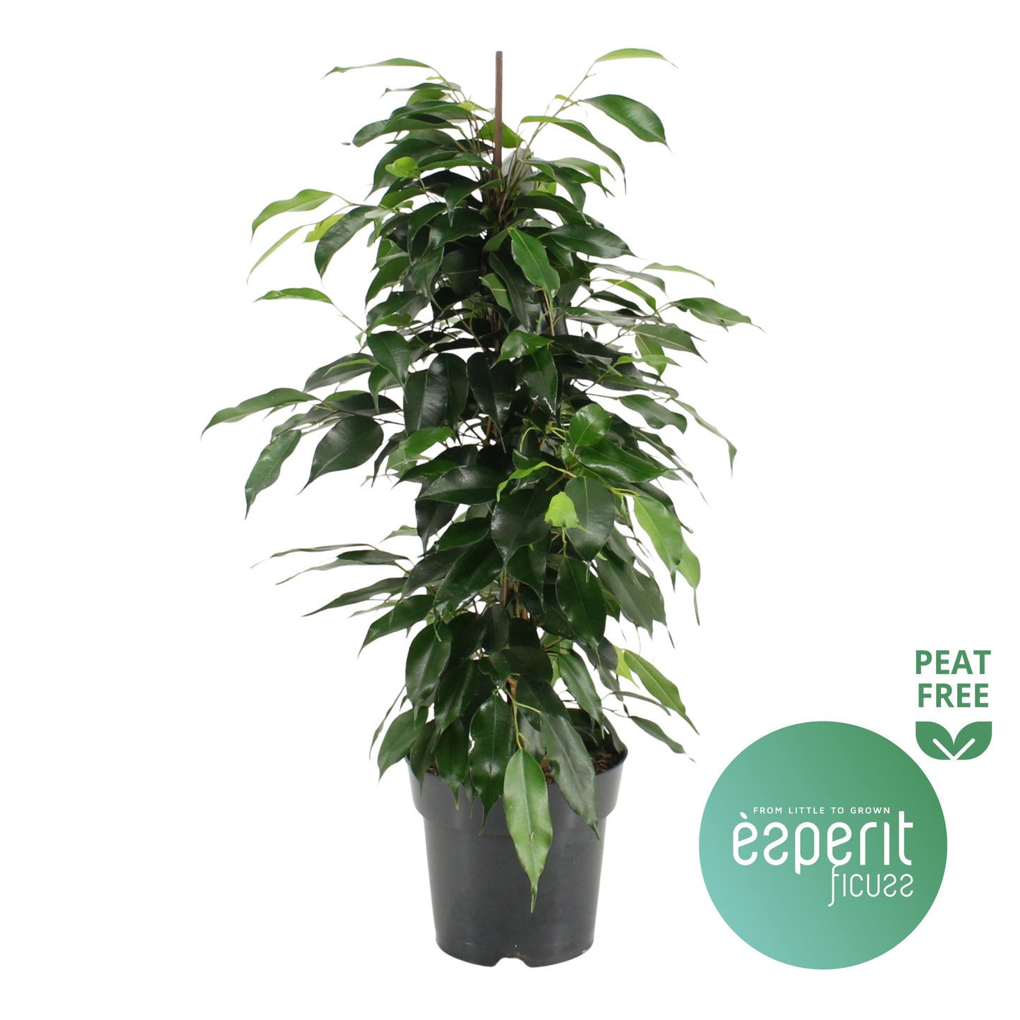 Ficus benjamina Danielle 70cm 17cm Pot