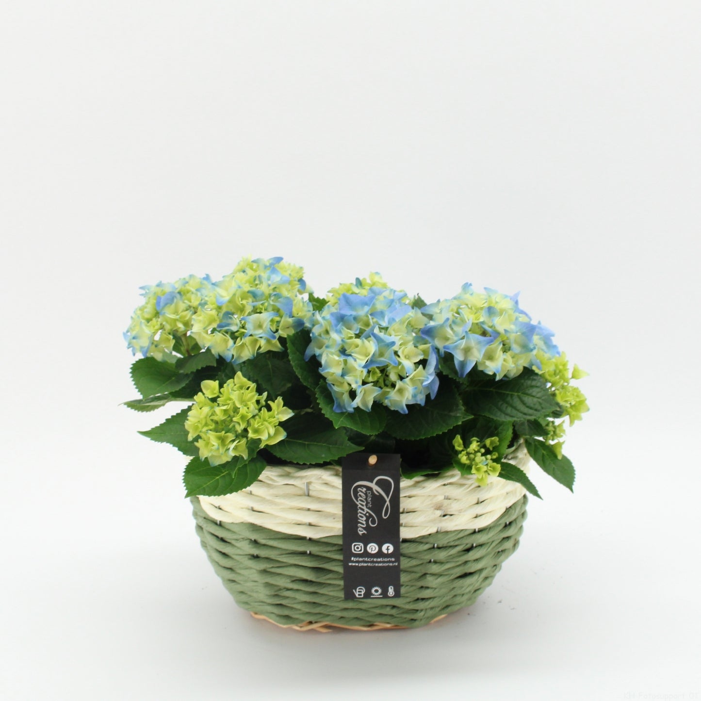 KHCR-2621B Hydrangea creatie 35cm 27cm Pot