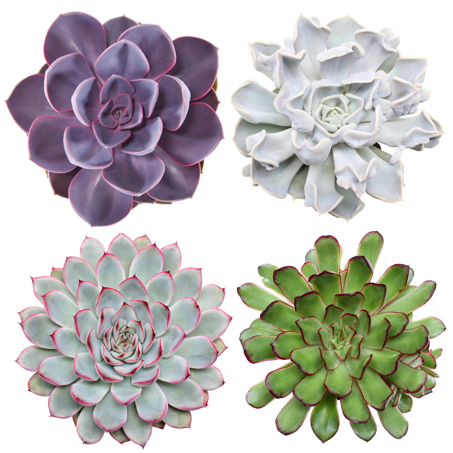 Echeveria mix 12cm 12cm Pot