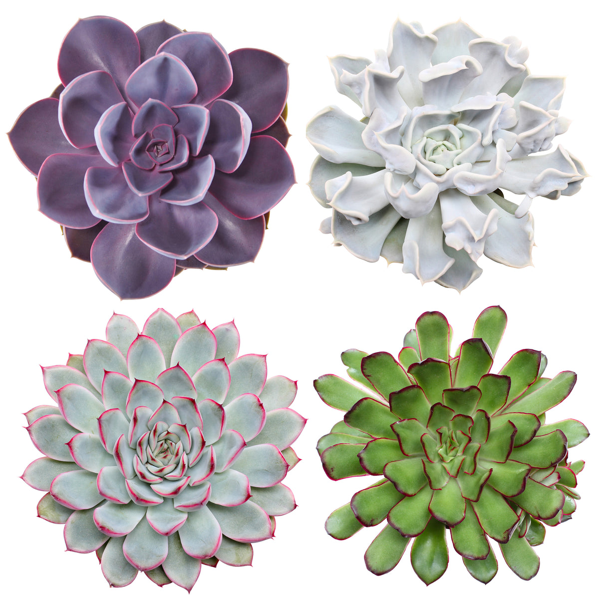 Echeveria mix 12cm 12cm Pot