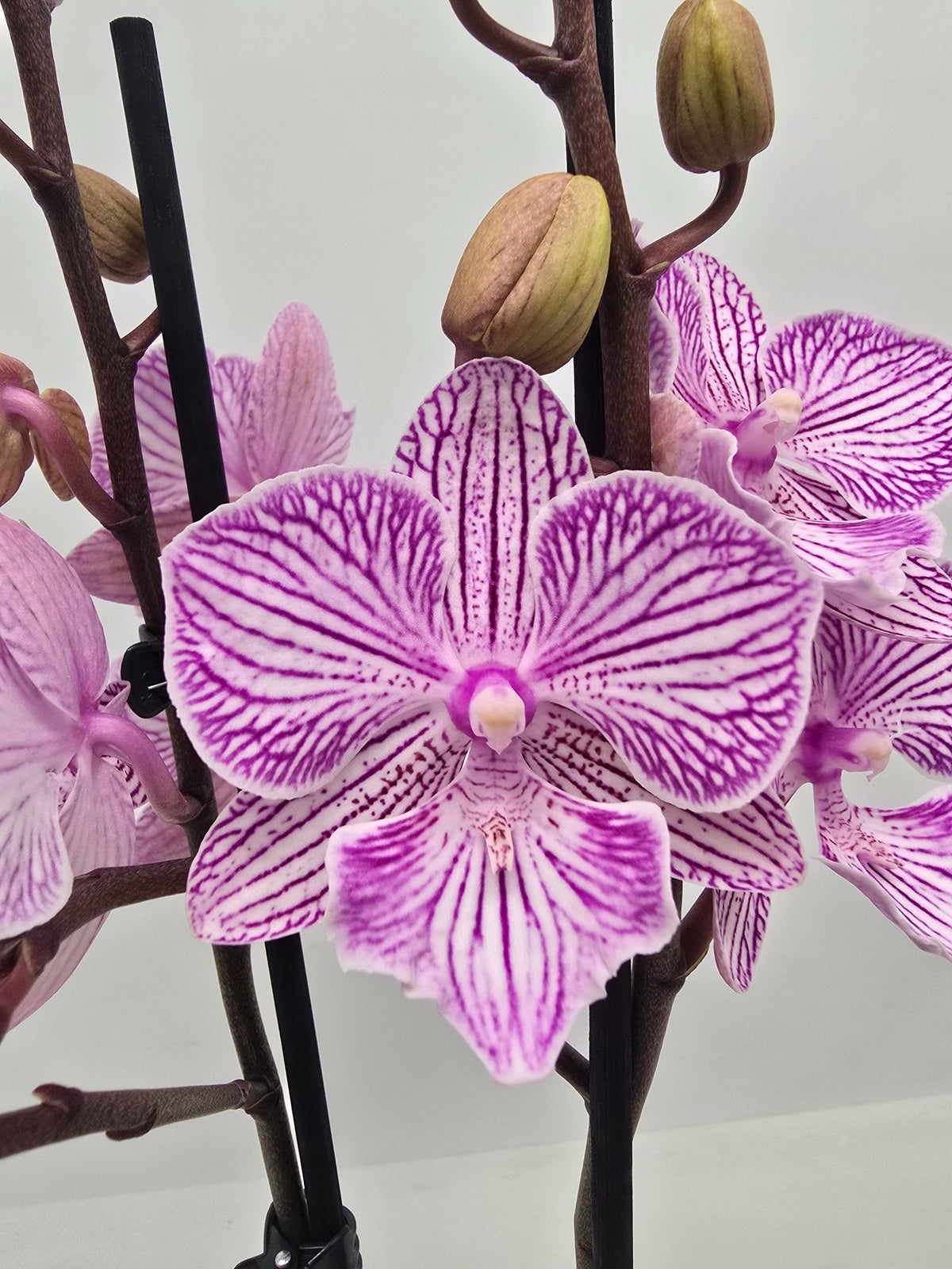 Phalaenopsis Hybrid 50cm 12cm Pot