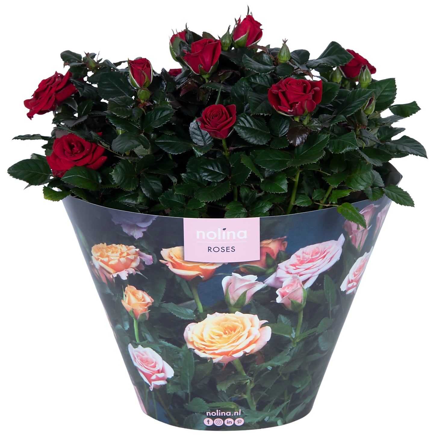 Nolina Kwekerijen Rose Patiohit red Pack of 2