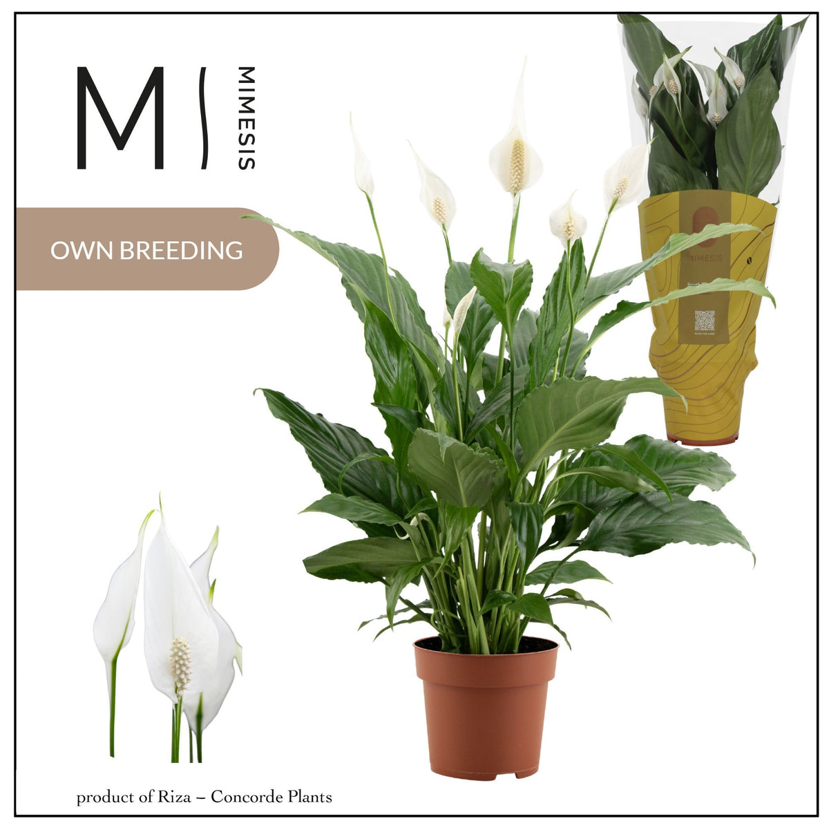 Spathiphyllum Sweet Chico 55cm 13cm Pot