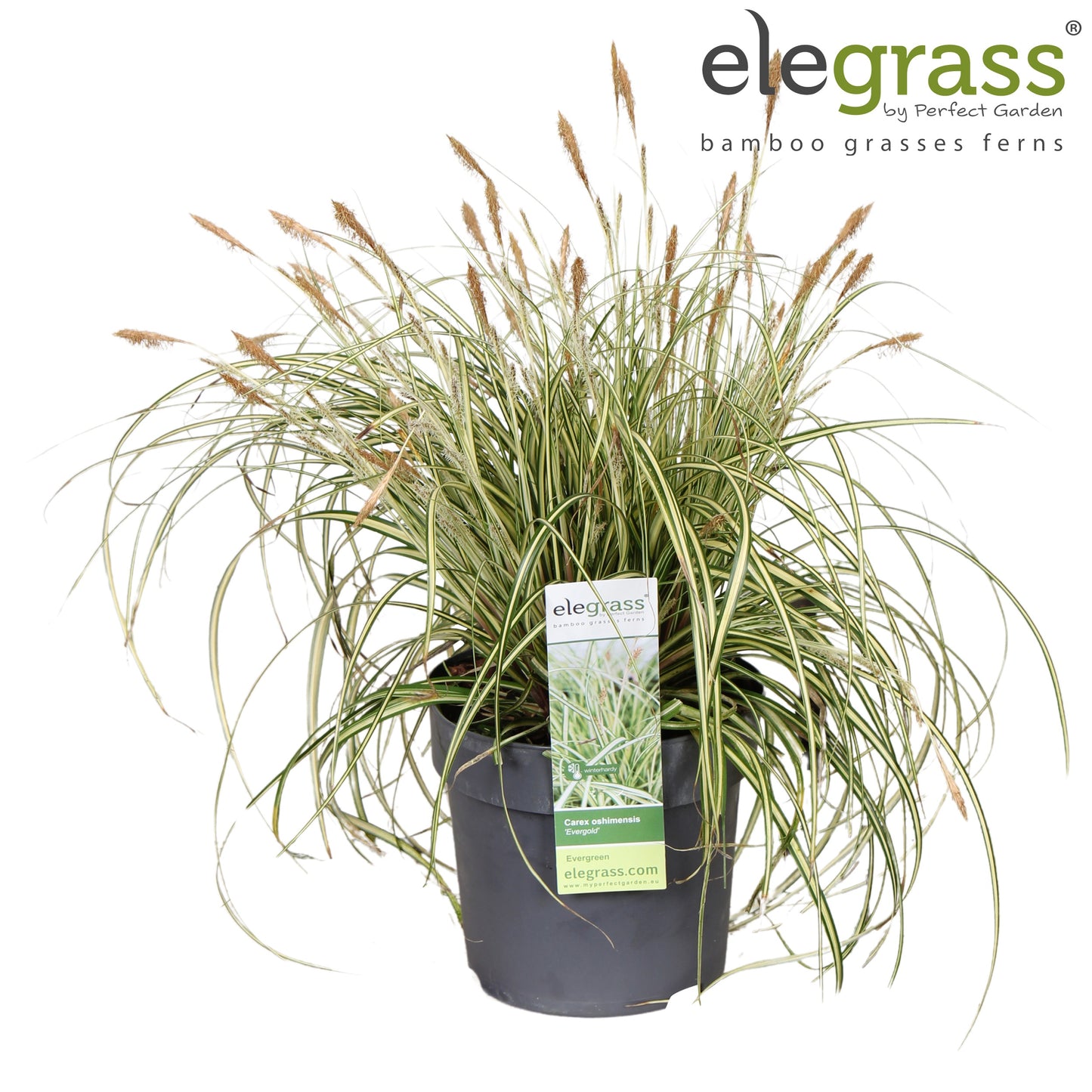 Carex hach. Evergold 40cm 14cm Pot