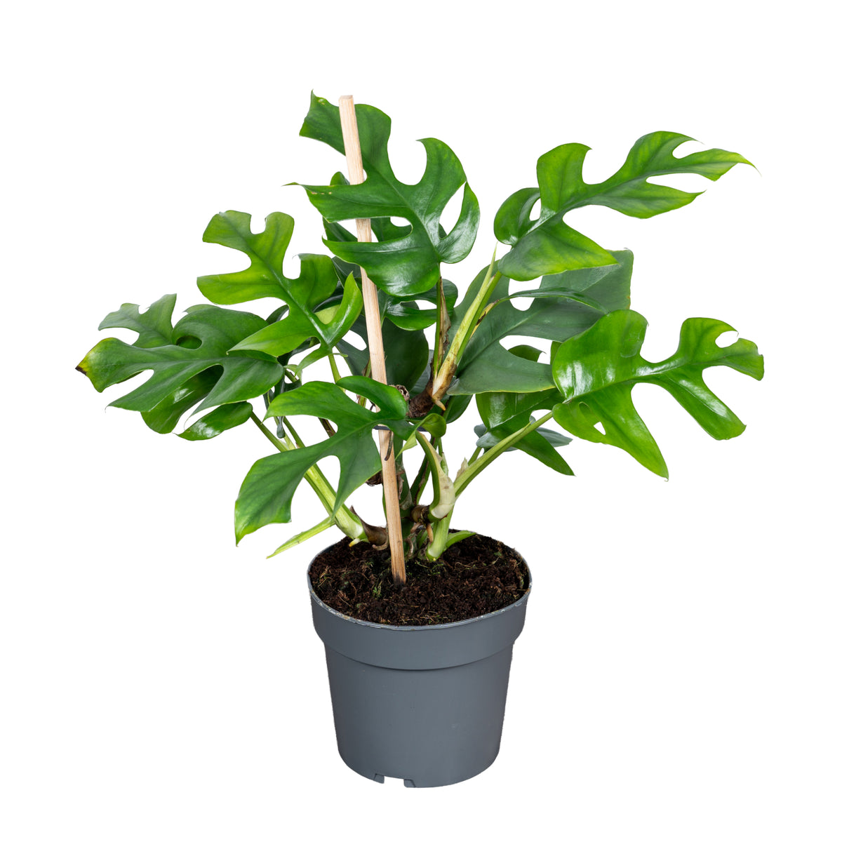 Monstera Variegated 40cm 14cm Pot