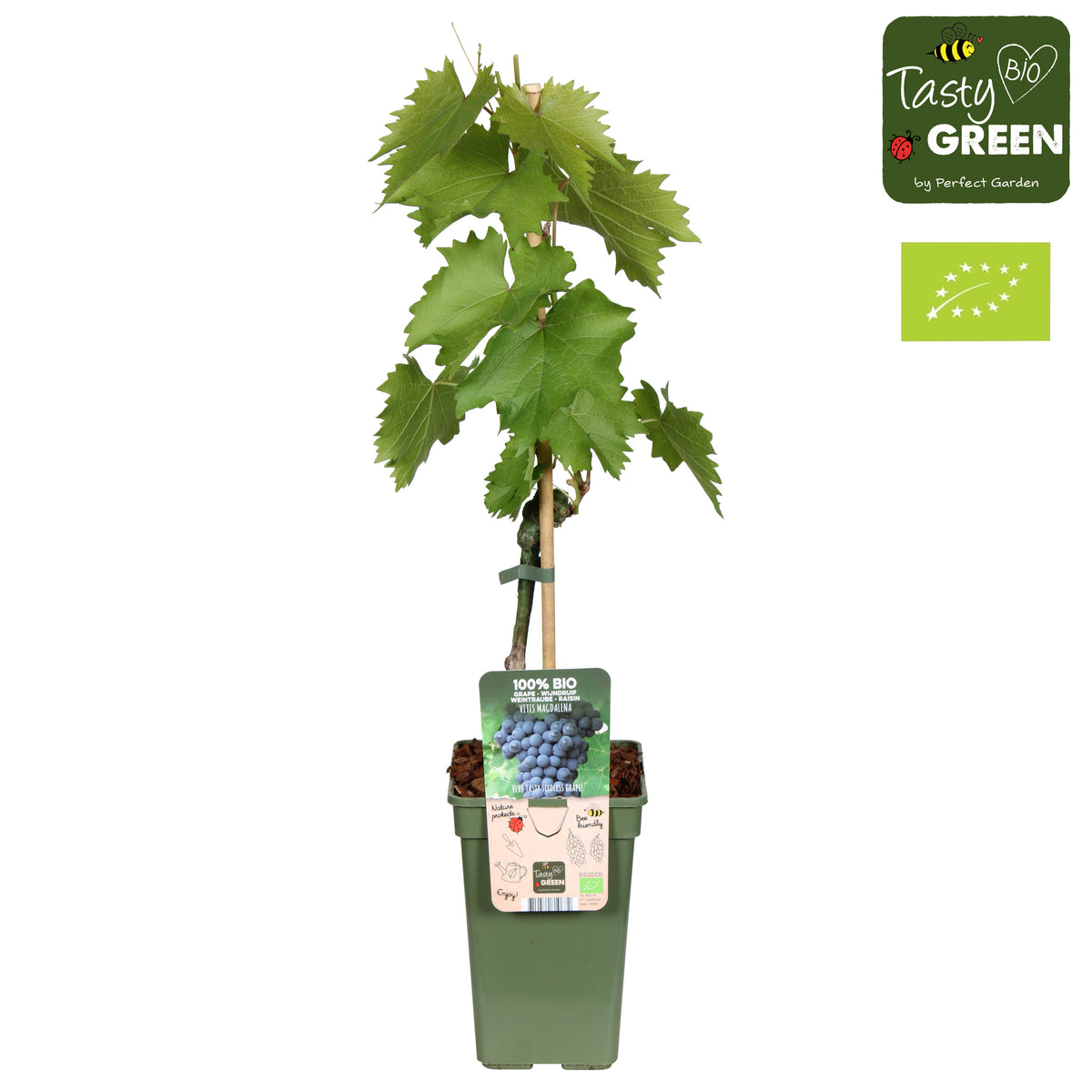 Vitis vinifera (White Grape) 70cm 19cm Pot