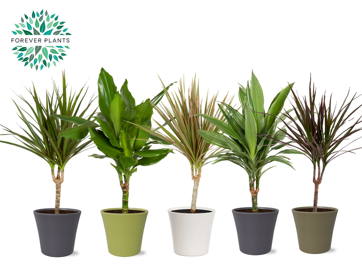 Dracaena marginata mix 55cm 14cm Pot