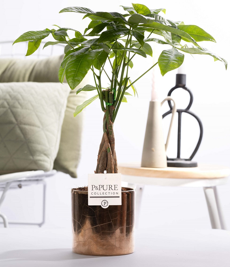 Pachira aquatica 45cm 12cm Pot