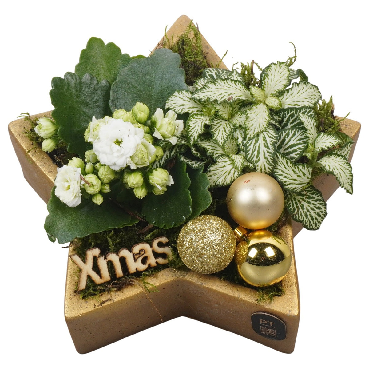 Christmas arrangement 14cm 20cm Pot