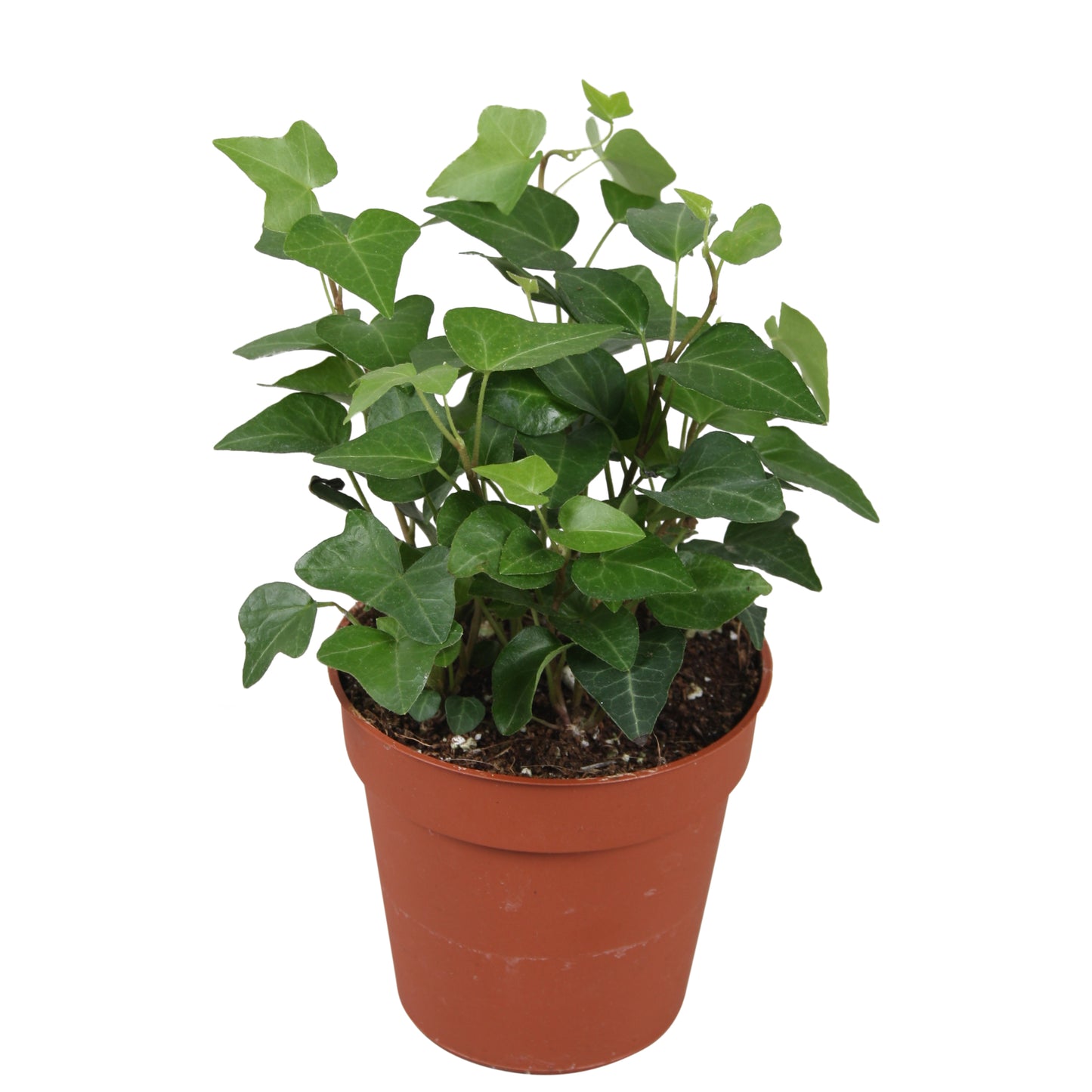 Hedera helix Anna 9cm Pot