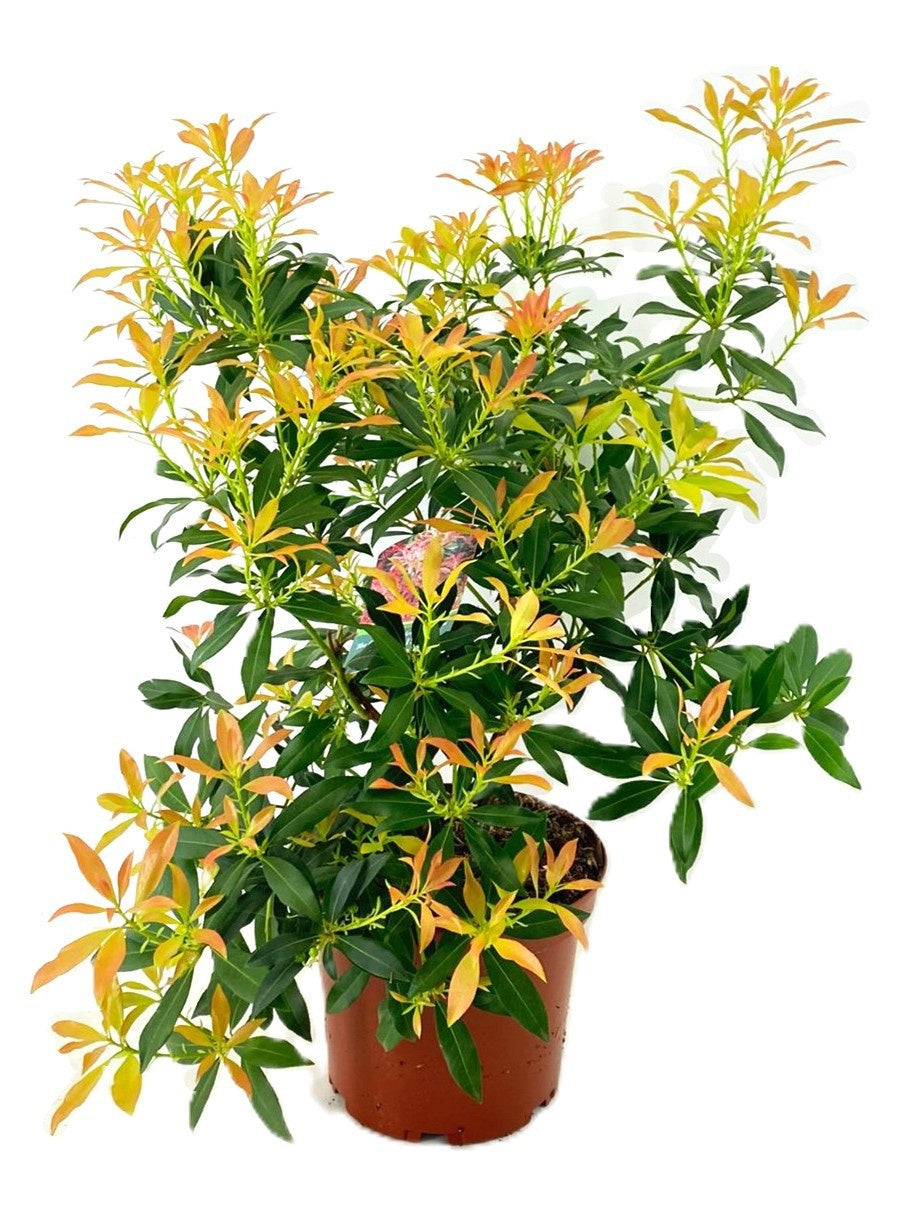 Pieris japonica Forest Flame 80cm 24cm Pot