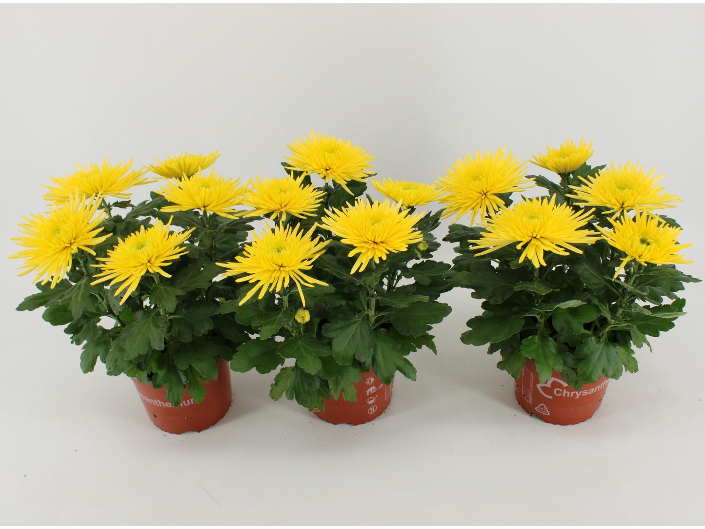 Chrysanthemum Anastasia Sunny 35cm 15cm Pot