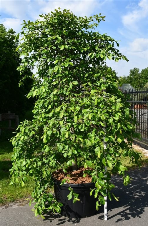 Parrotia persica 300cm 90cm Pot