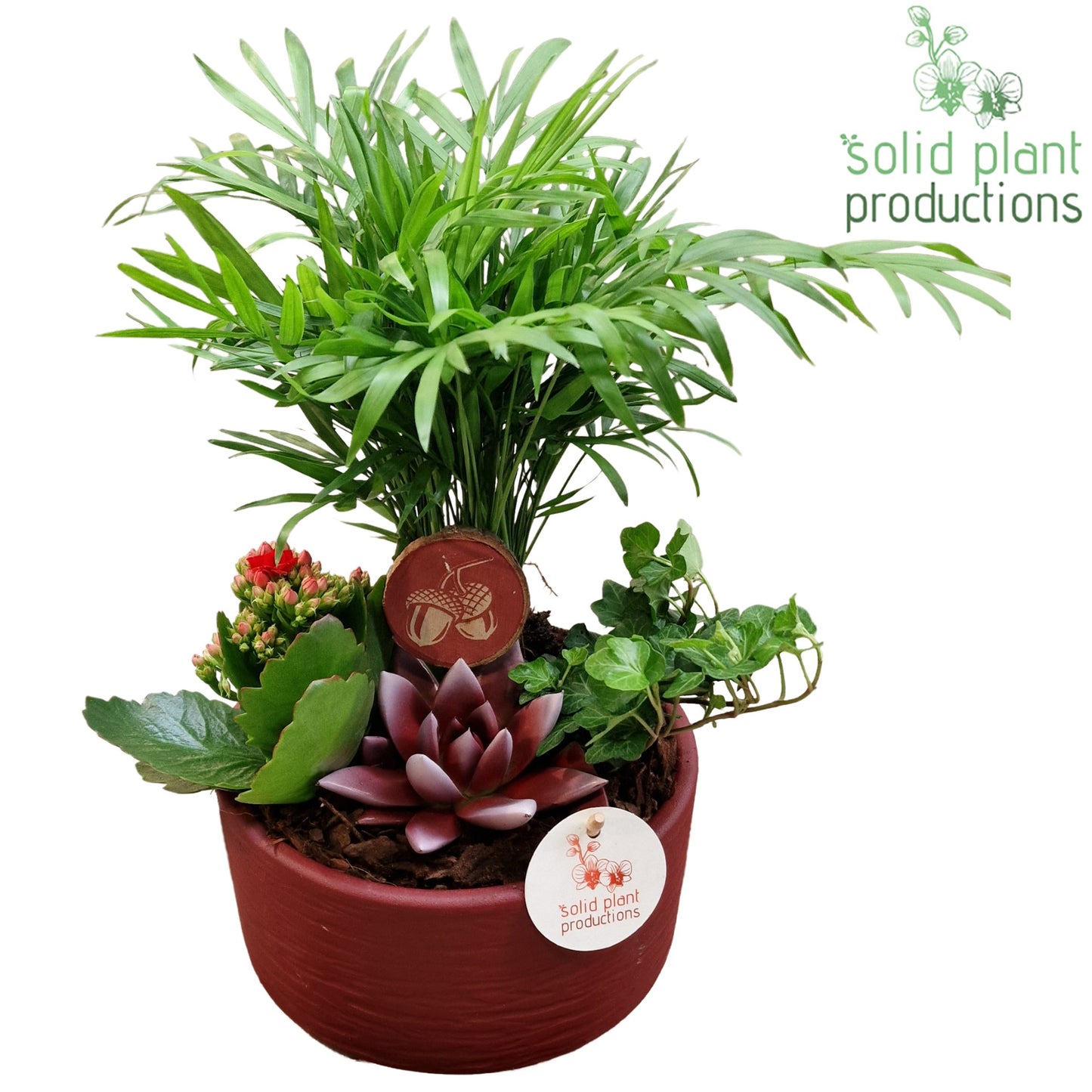 CE003 Loes Red Echeveria 38cm 18cm Pot