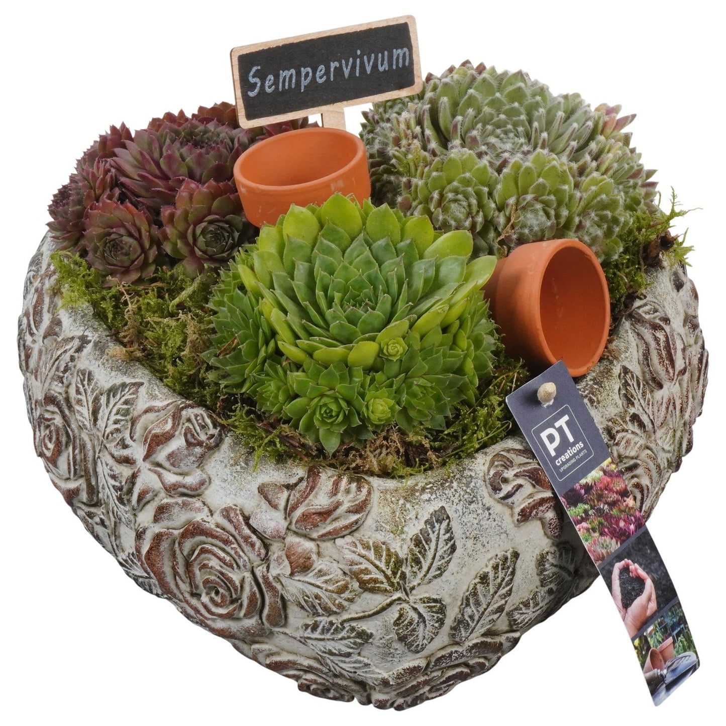 arr. Sempervivum 16cm 26cm Pot