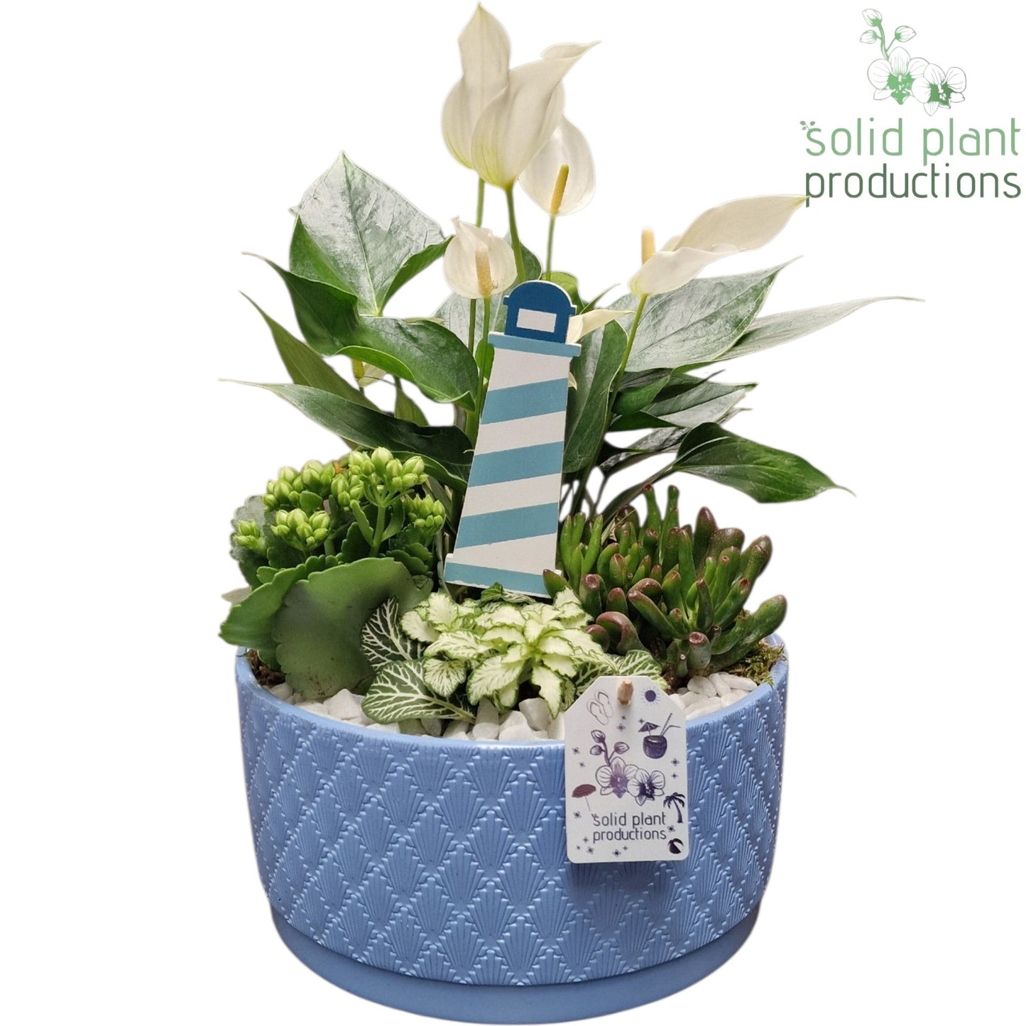 Solid Plant Productions AT004 Stella Blue Pack of 2