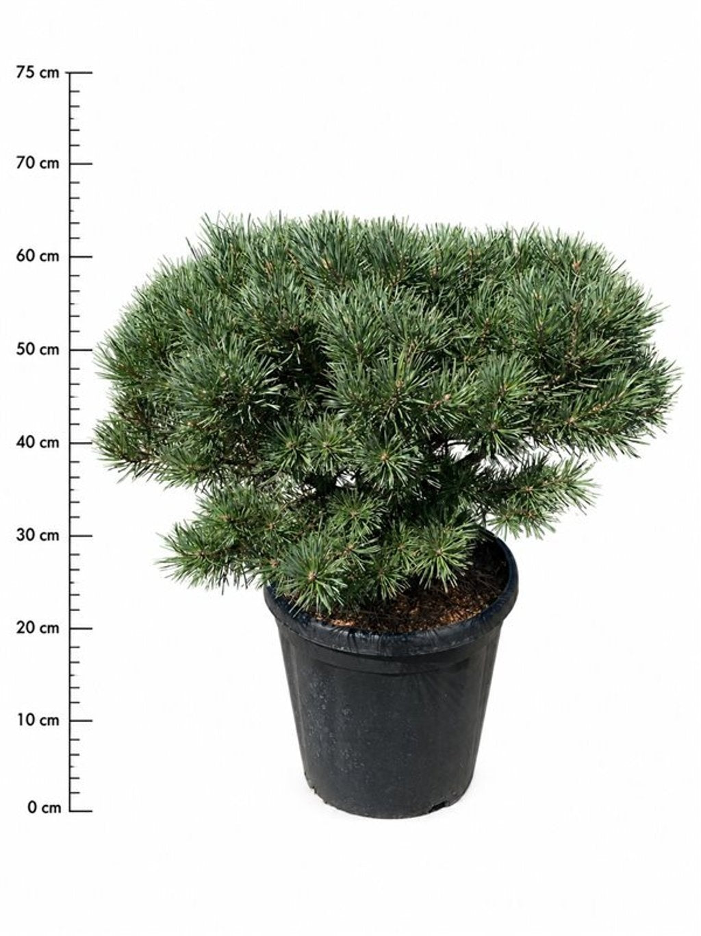 Pinus sylvestris 65cm 38cm Pot