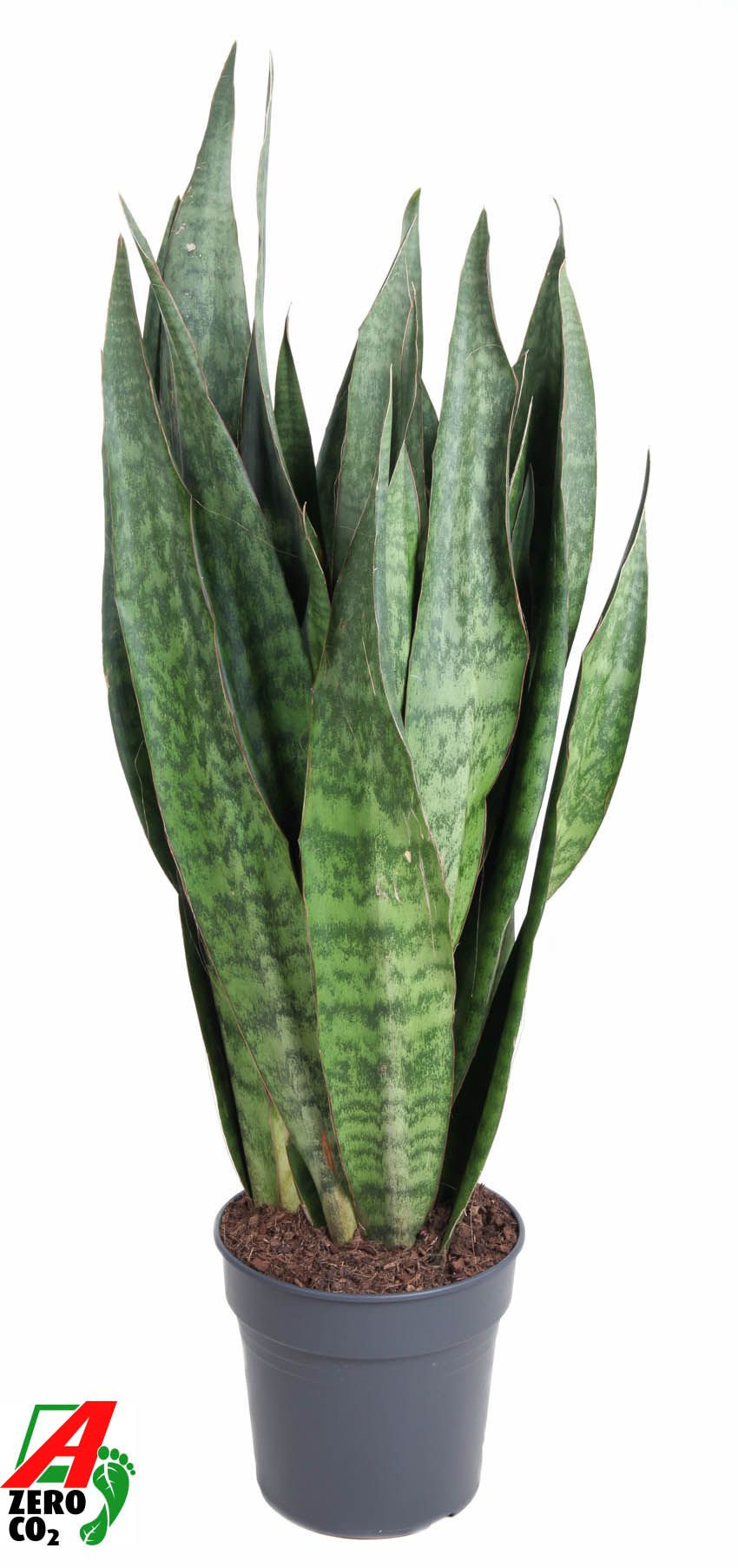 Sansevieria 120cm 30cm Pot