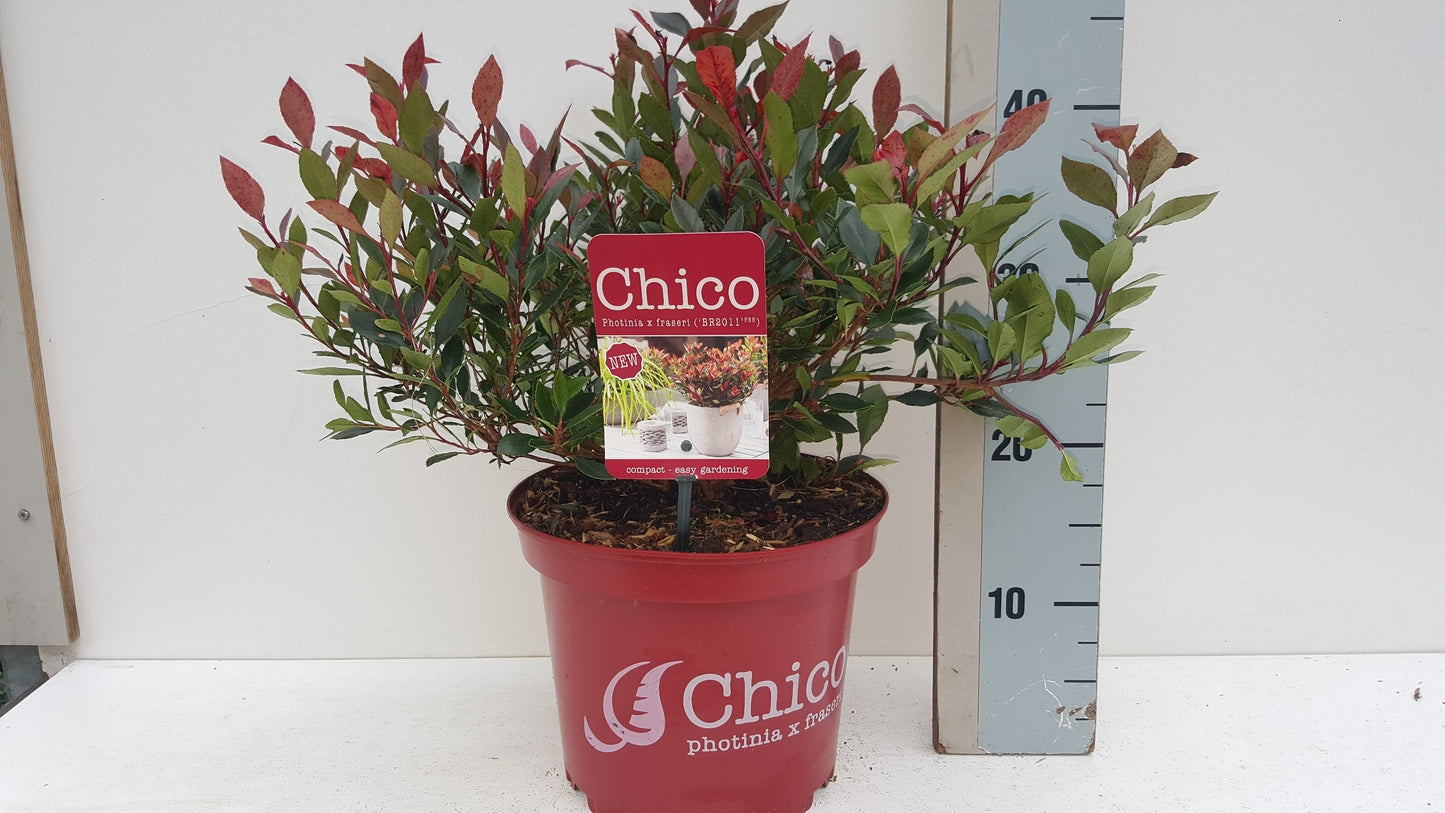 Photinia fra. BR2011 35cm 23cm Pot