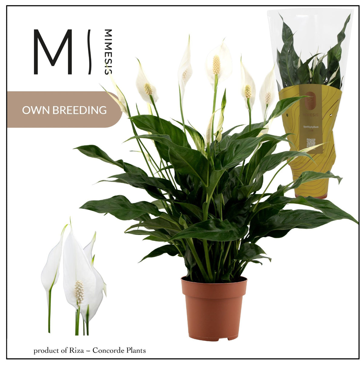 Spathiphyllum Sweet Curiosa 55cm 13cm Pot