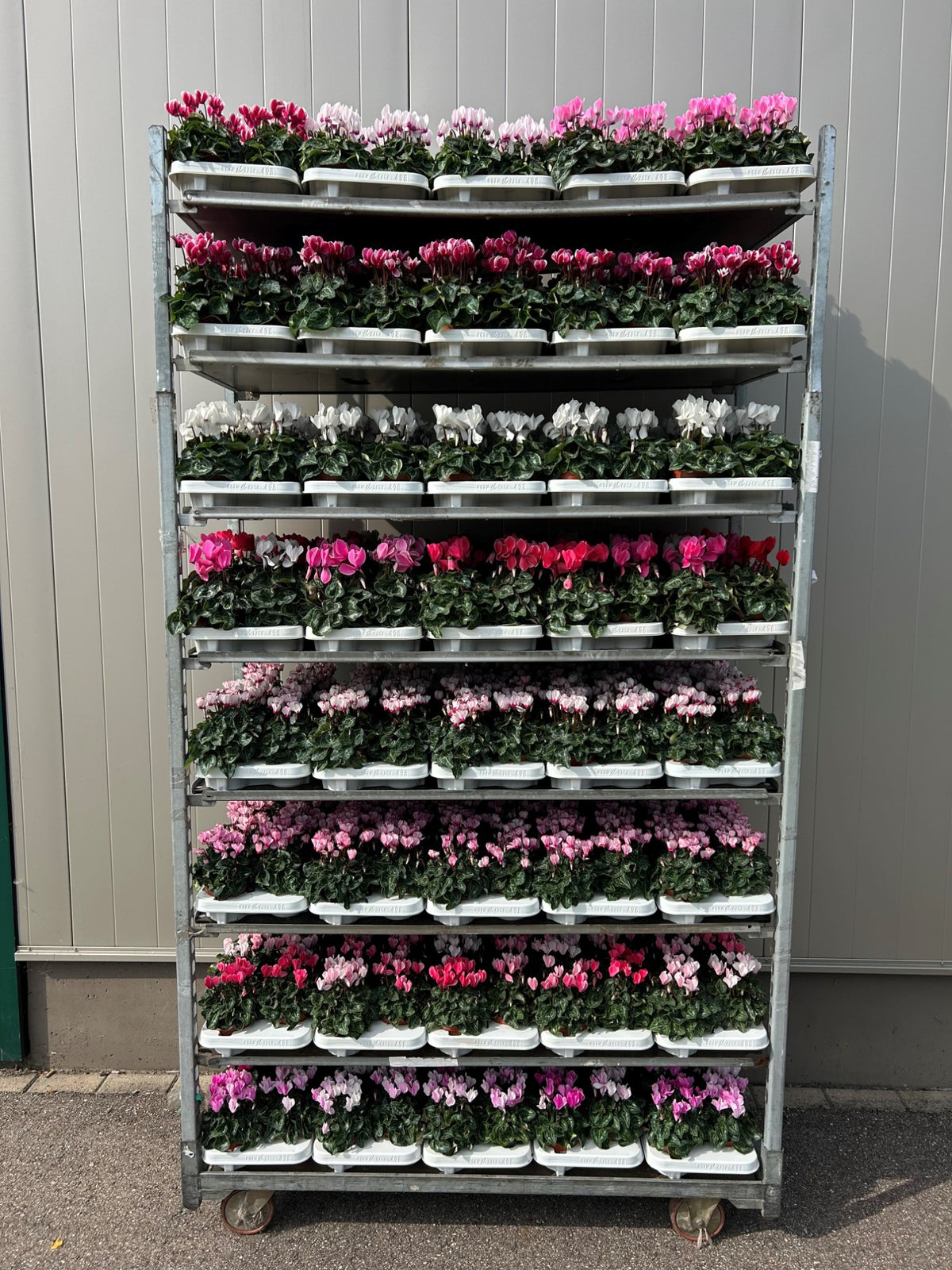 Cyclamen mix 25cm 10.5cm Pot