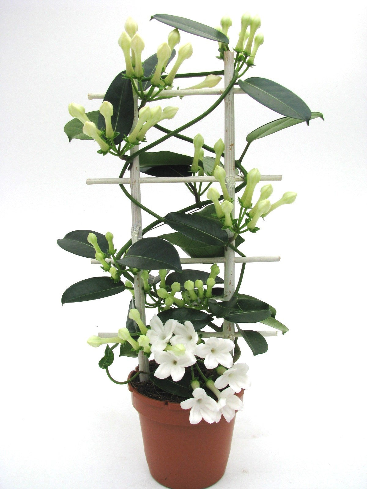 Stephanotis floribunda 45cm 12cm Pot