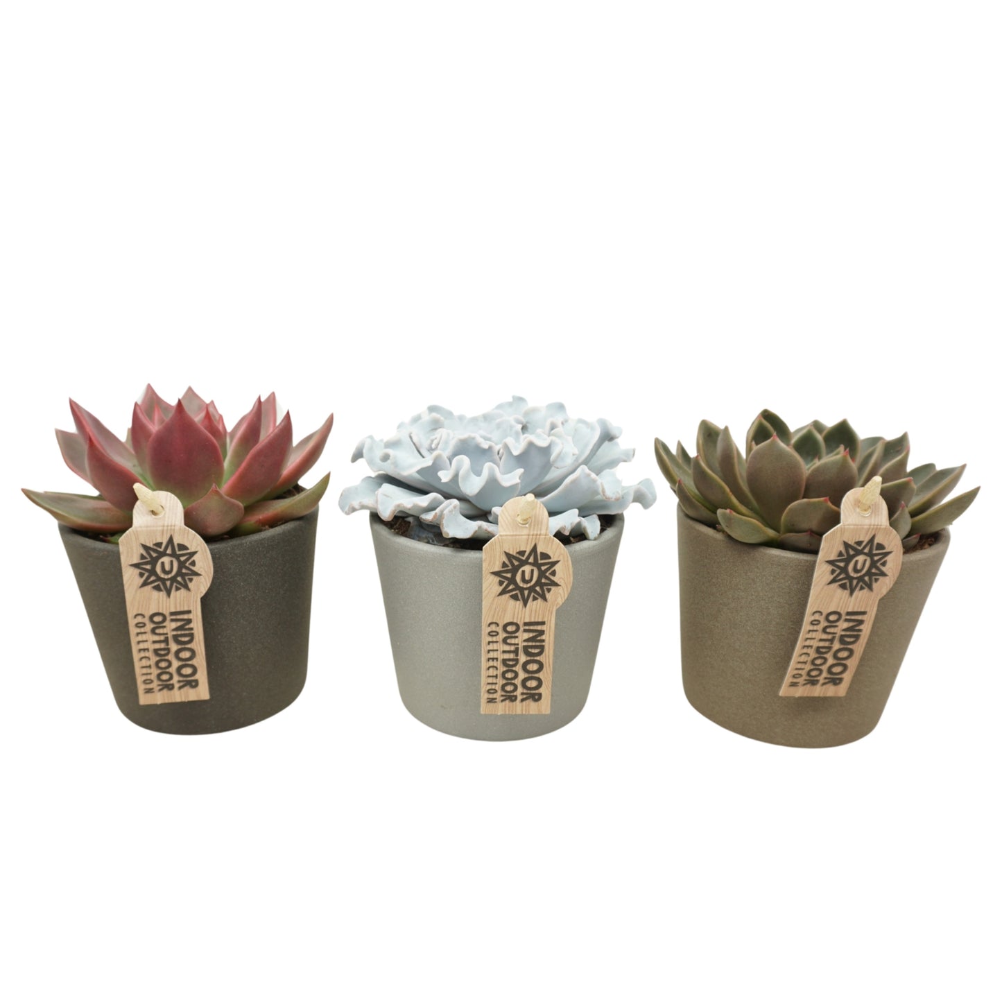 Echeveria mix (+ drp.ceramic) 14cm 10.5cm Pot