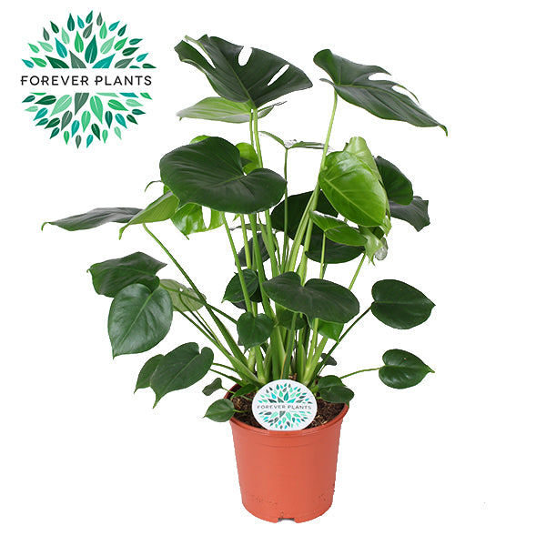 Monstera deliciosa 80cm 21cm Pot
