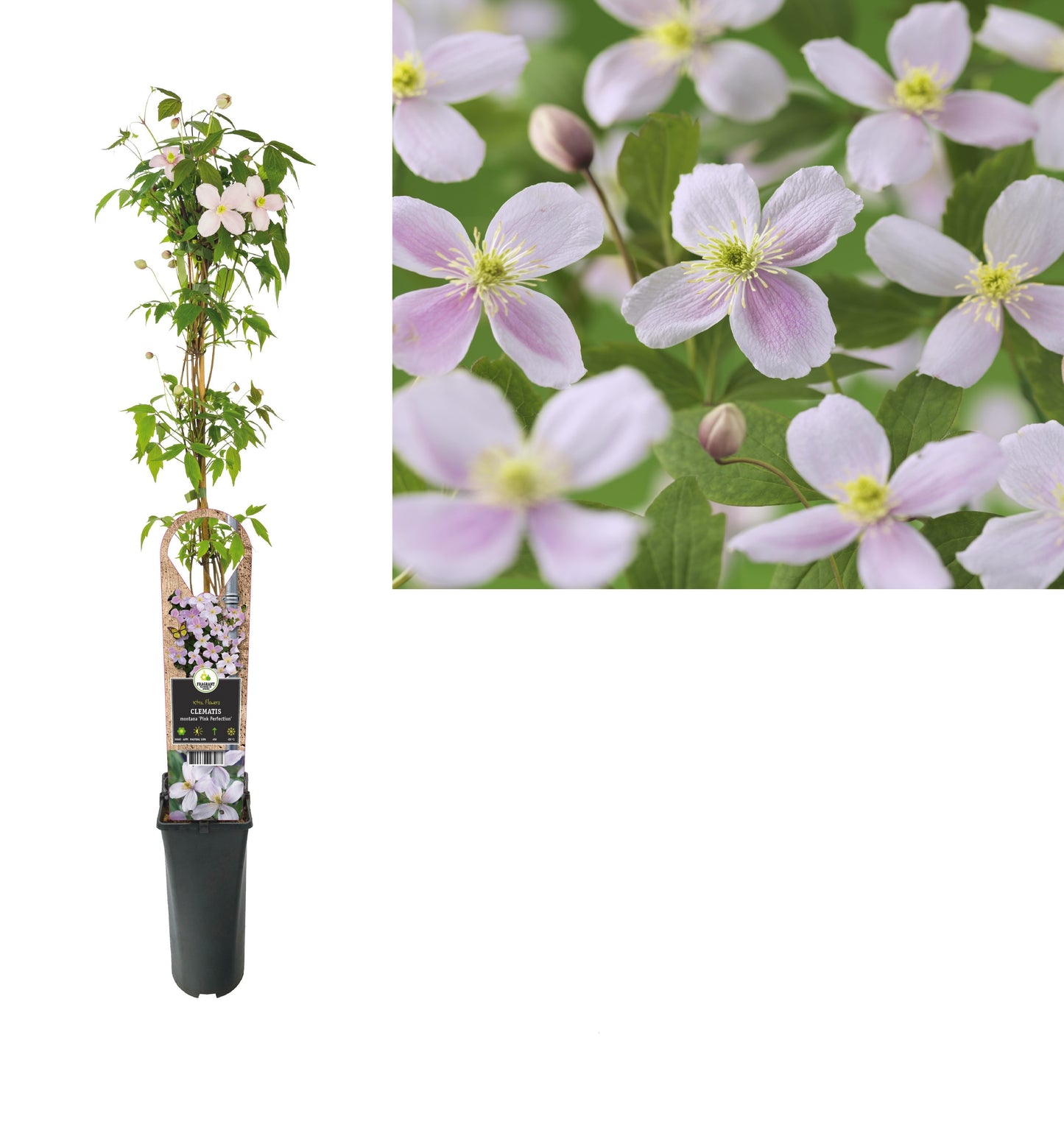 Clematis montana Pink Perfection 95cm 17cm Pot