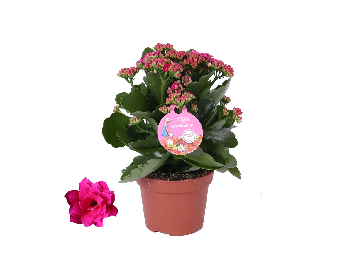 Kalanchoe double Gardenlina mix 27cm 12cm Pot