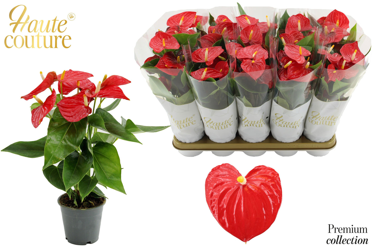 Houwenplant Anthurium Esudo Pack of 10