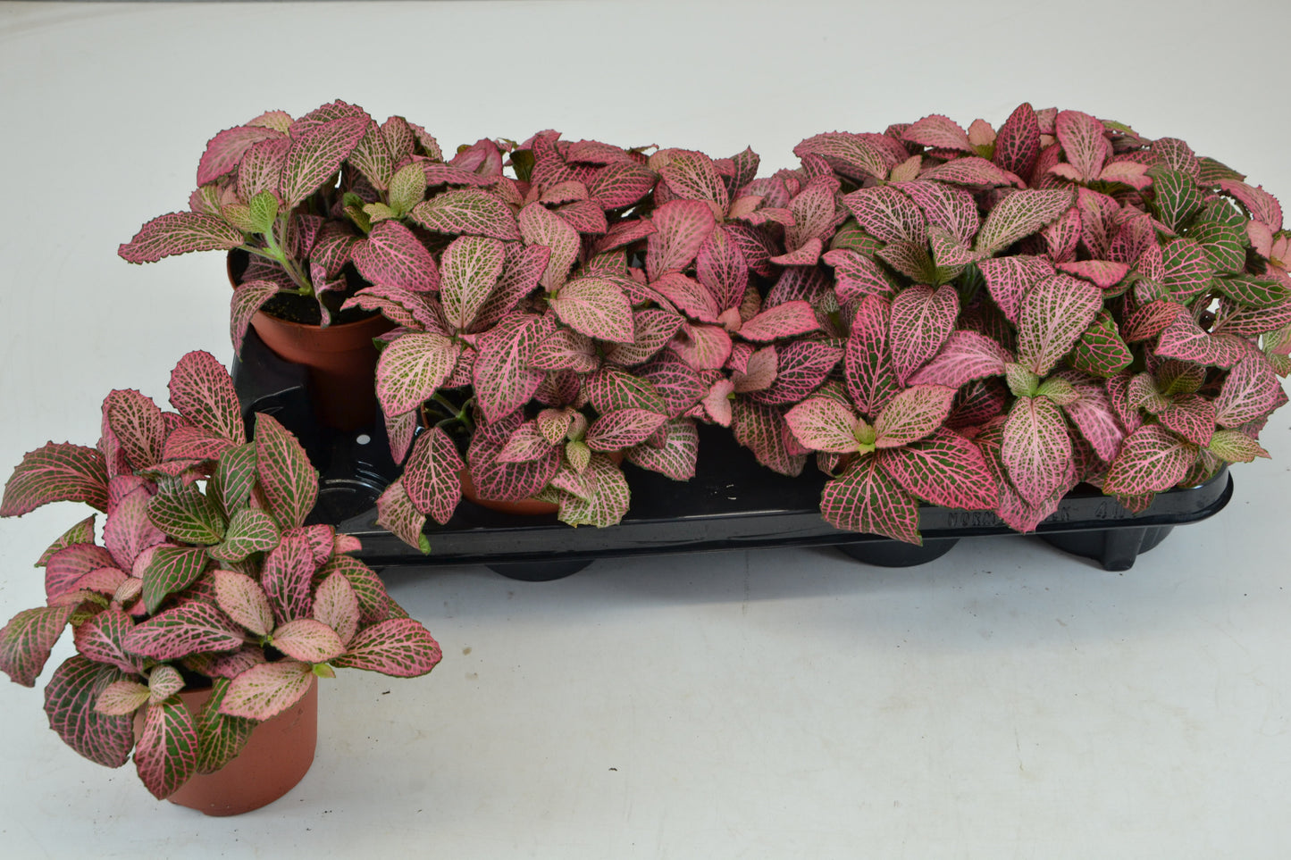 Fittonia Anne 12cm Special Pot (508)