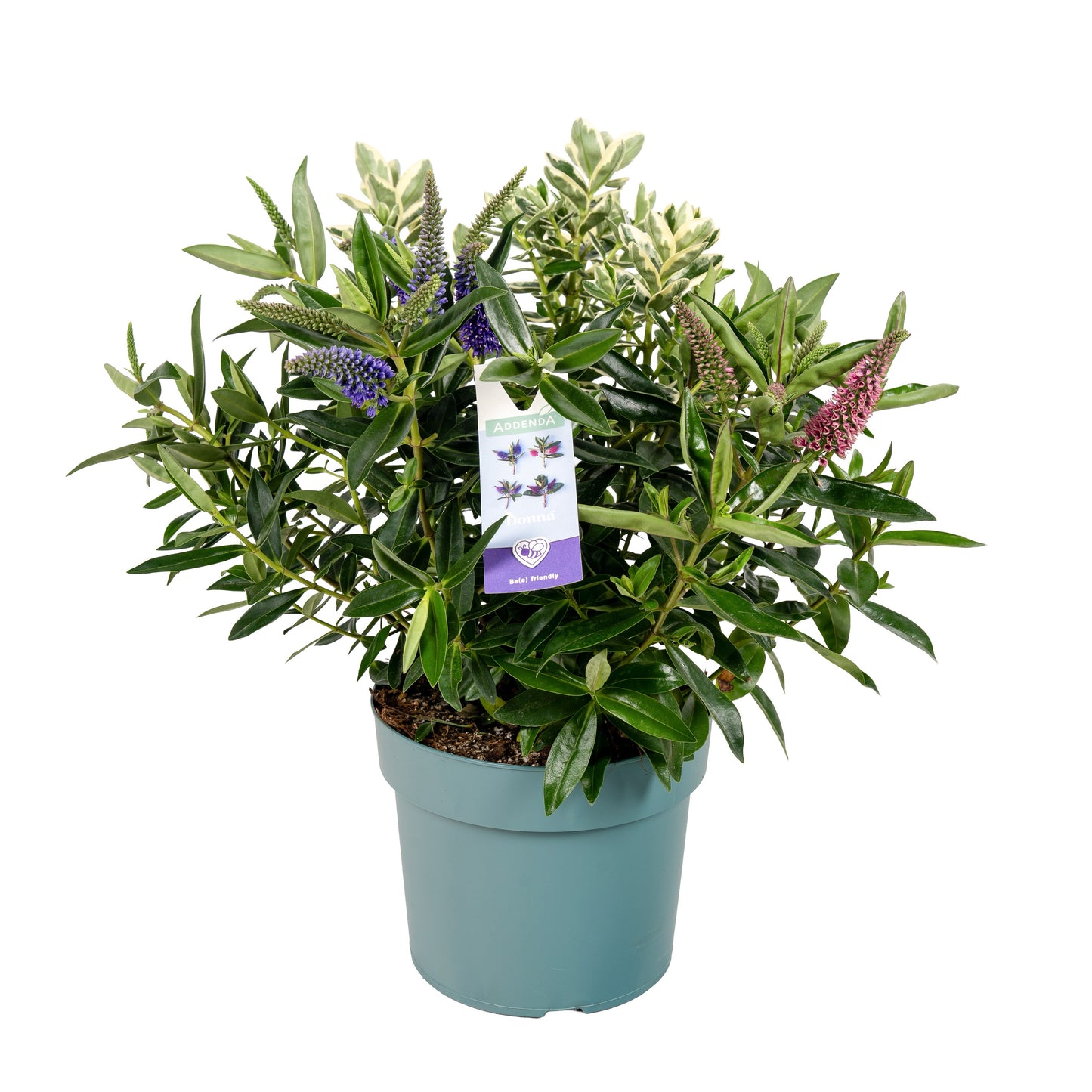 Hebe Addenda mix 35cm 19cm Pot