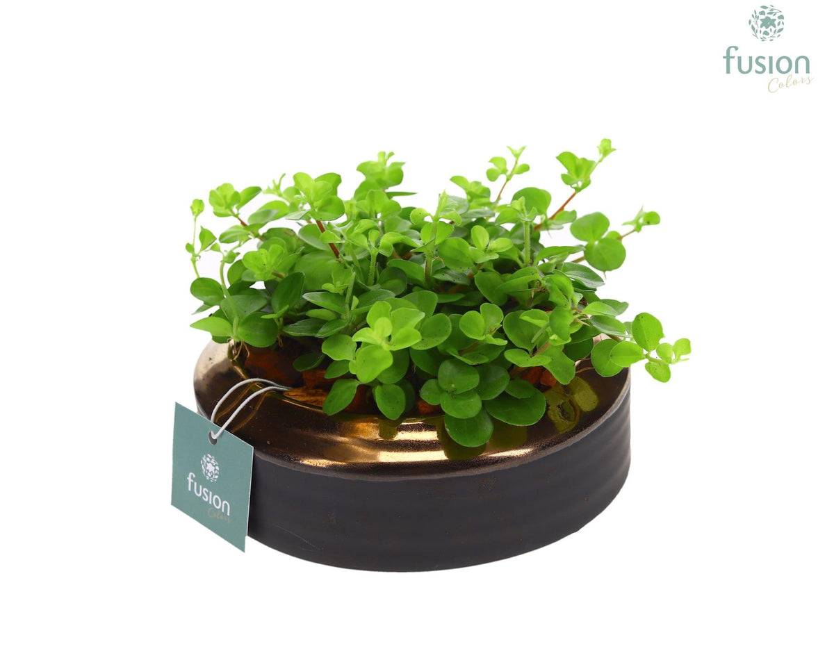 Keramiek schaal Eva brons Small met Peperomia 15cm 15cm Pot