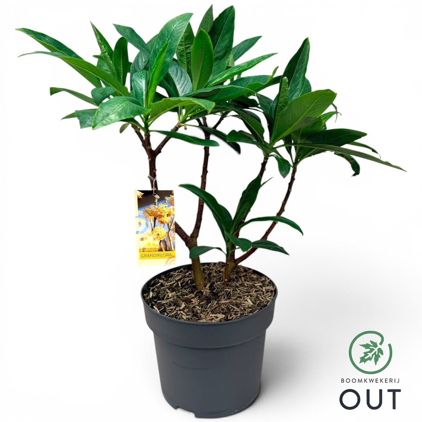 Edgeworthia Grandiflora 80cm 29cm Pot
