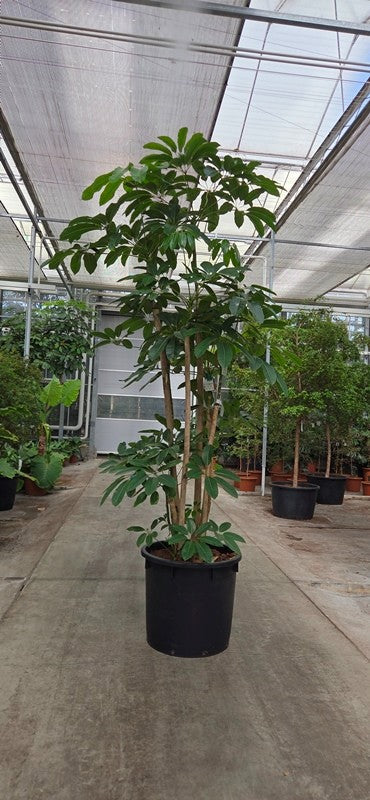 Schefflera Amate 400cm 70cm Pot