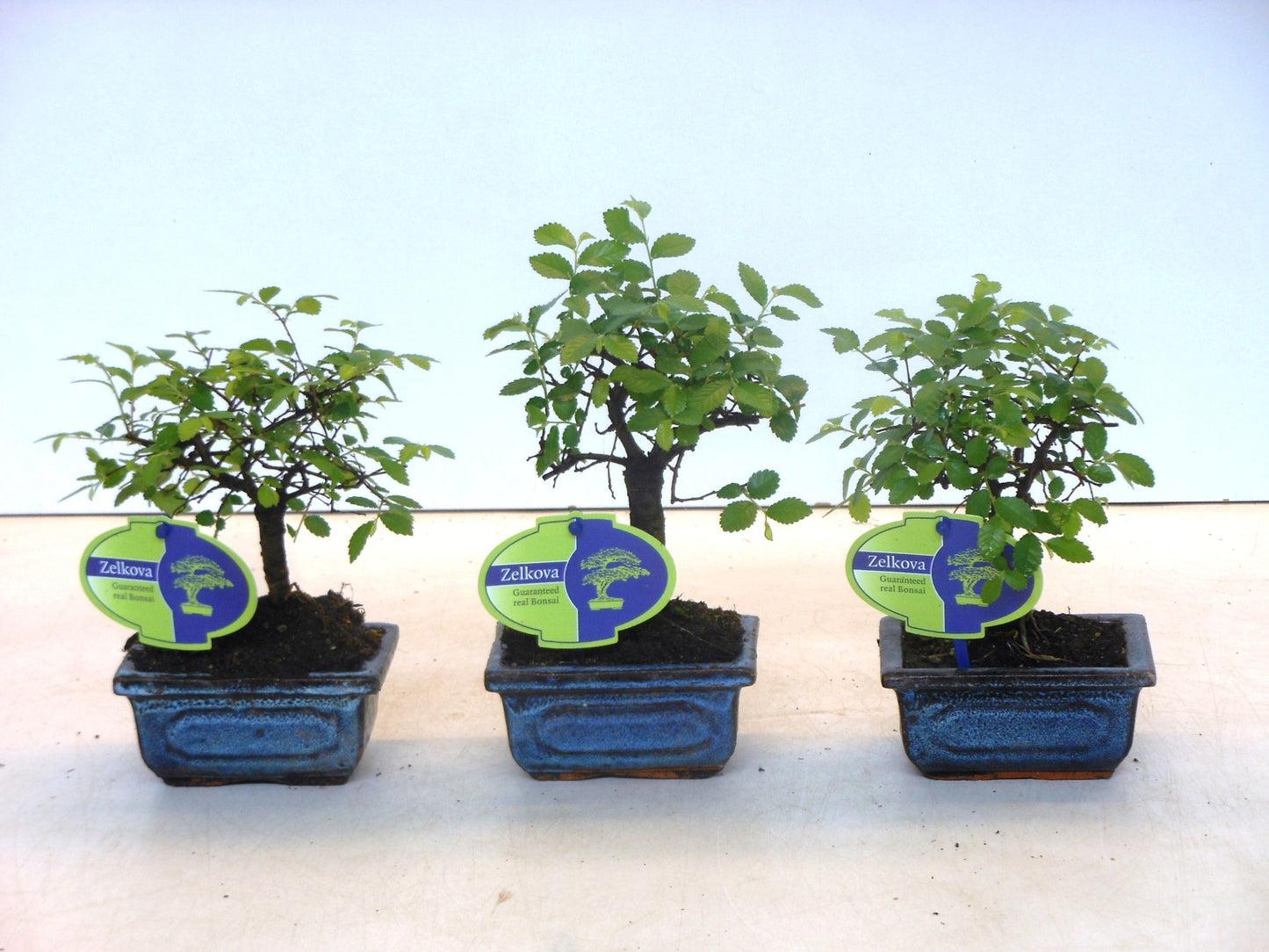 Zelkova sp. Bonsai 20cm 12cm Pot