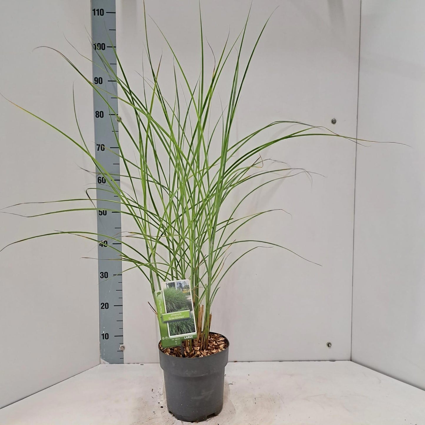 Miscanthus sin. Gracillimus 95cm 19cm Pot