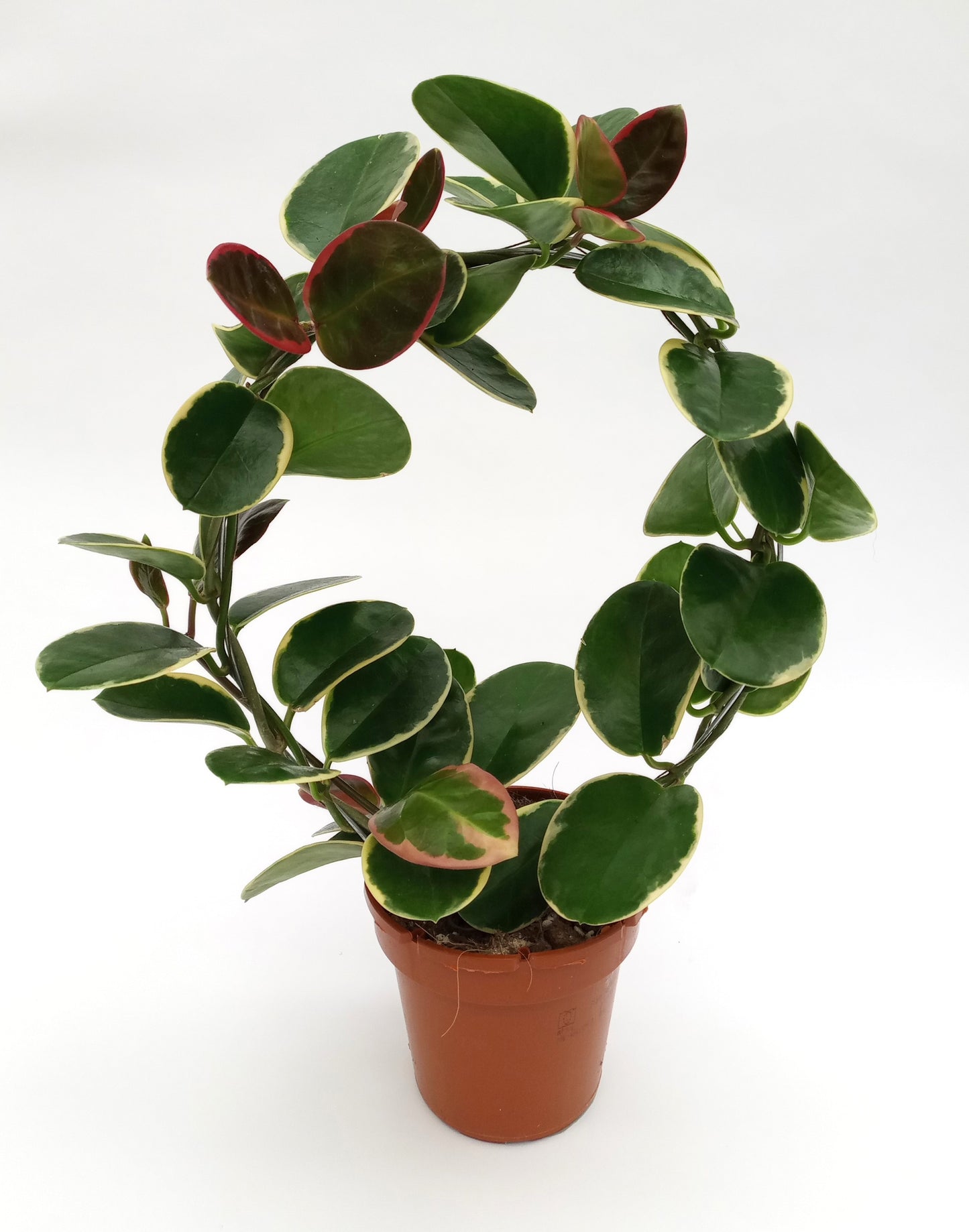 Hoya Blondie 45cm 12cm Pot